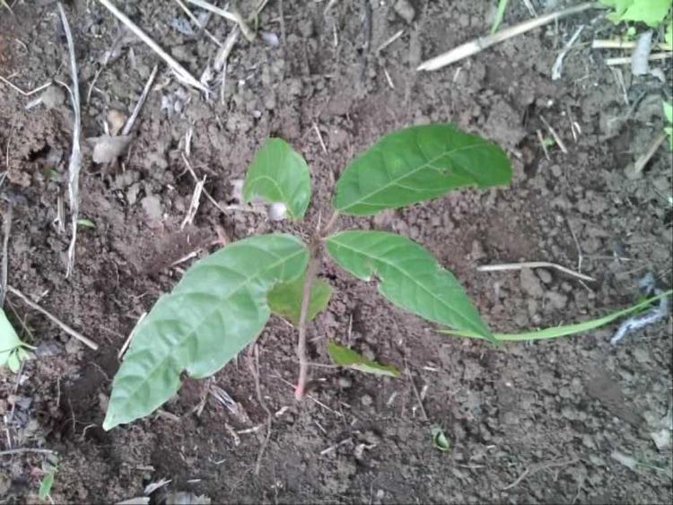 tree image
