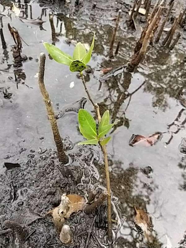 tree image