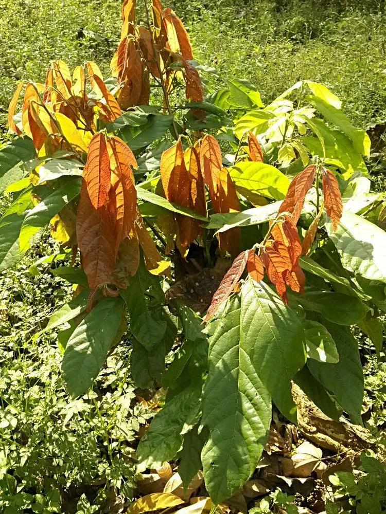 tree image