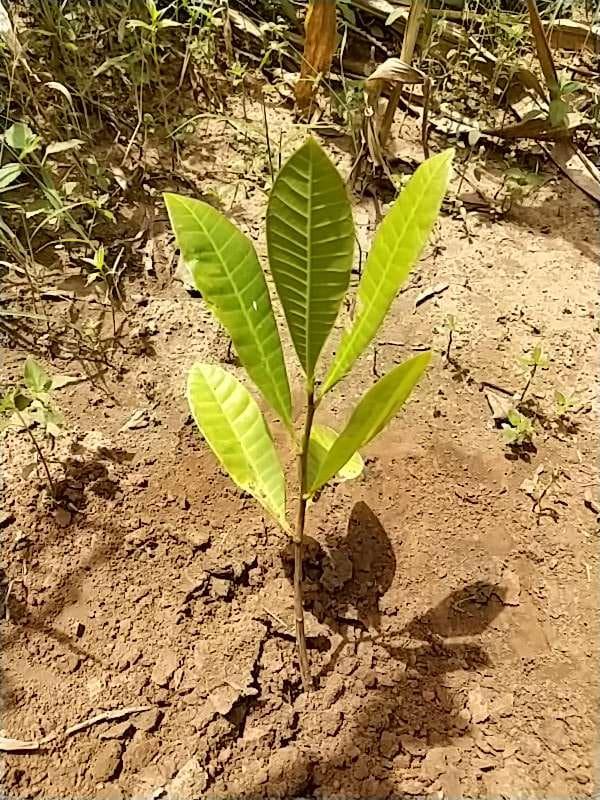 tree image