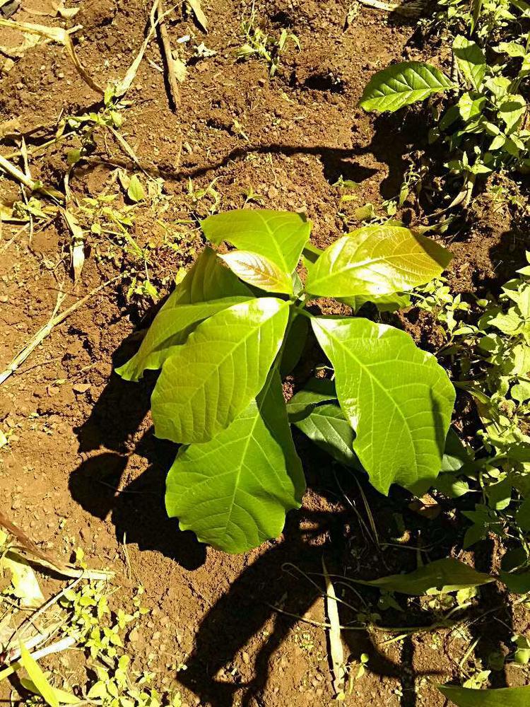 tree image
