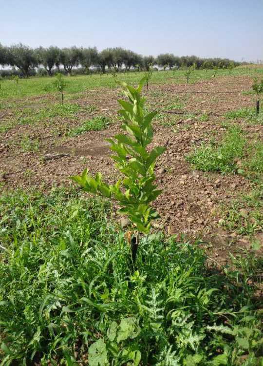 tree image