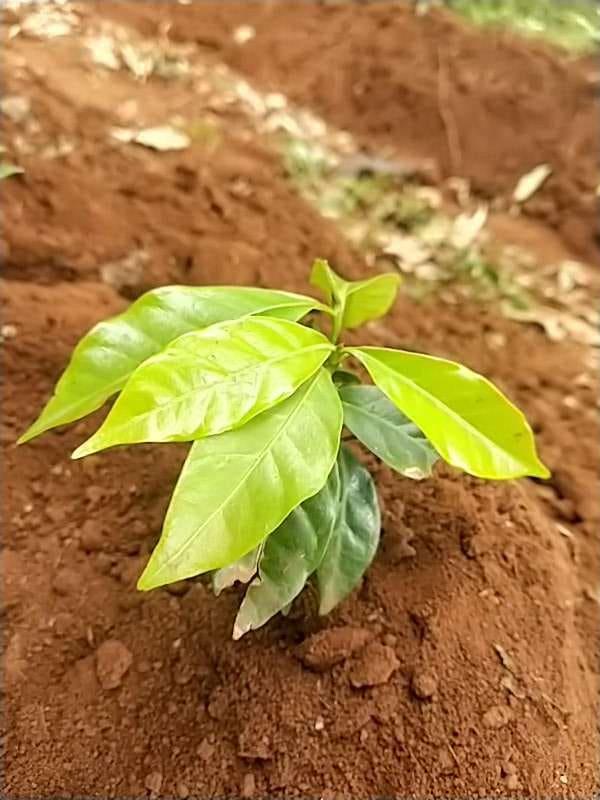 tree image