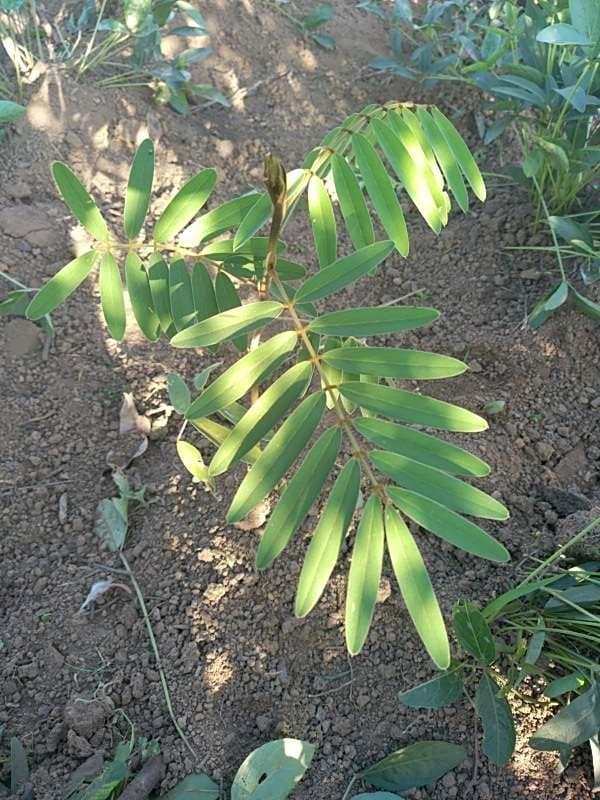 tree image