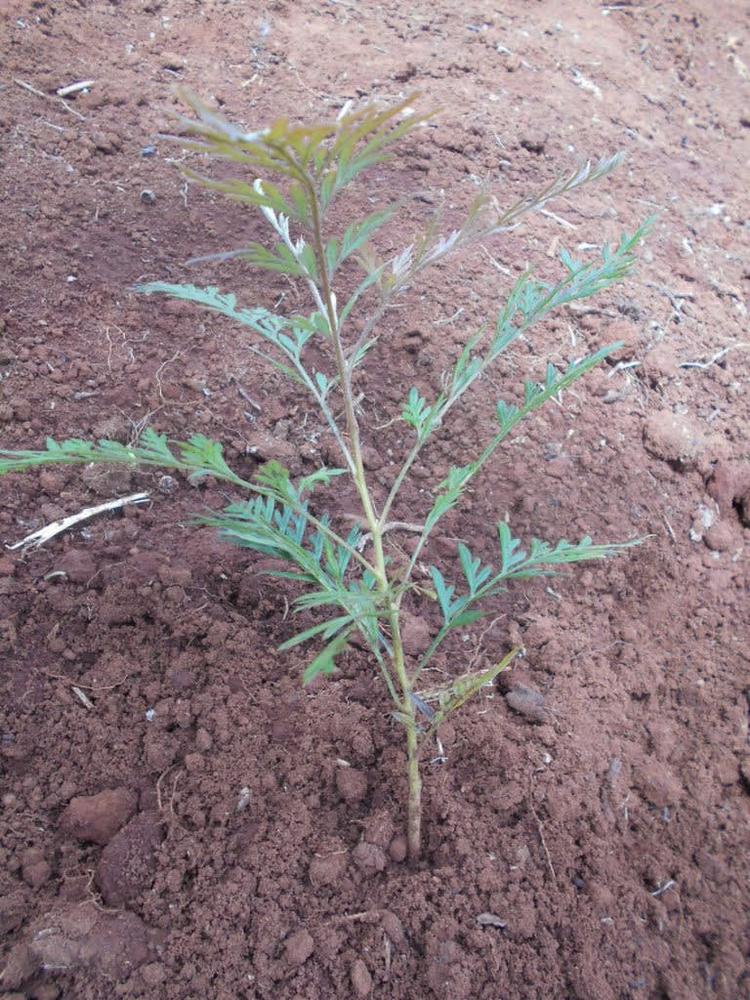 tree image