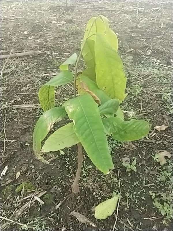 tree image