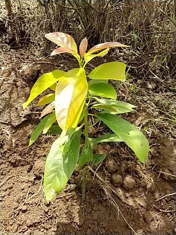tree image