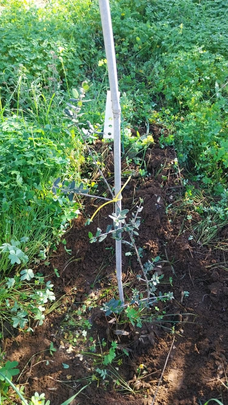 tree image
