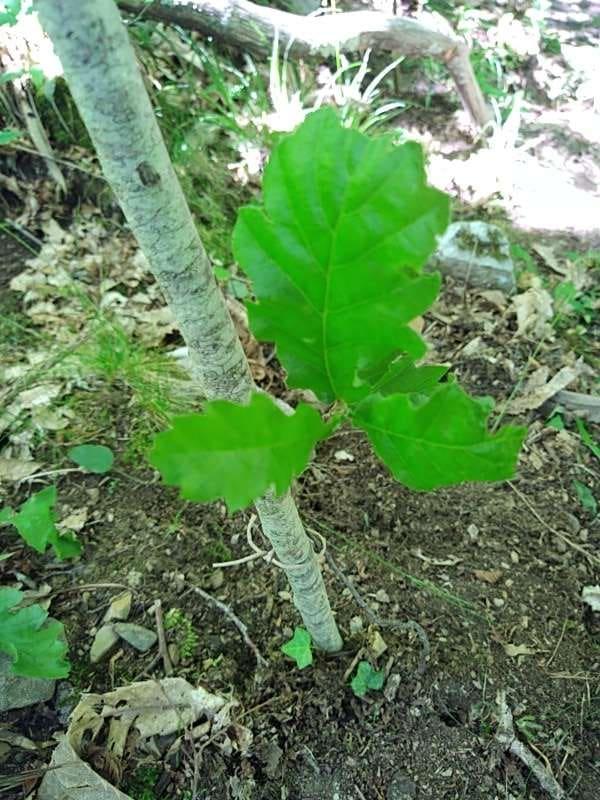tree image