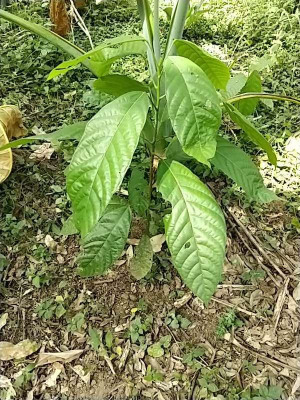 tree image