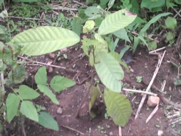 tree image