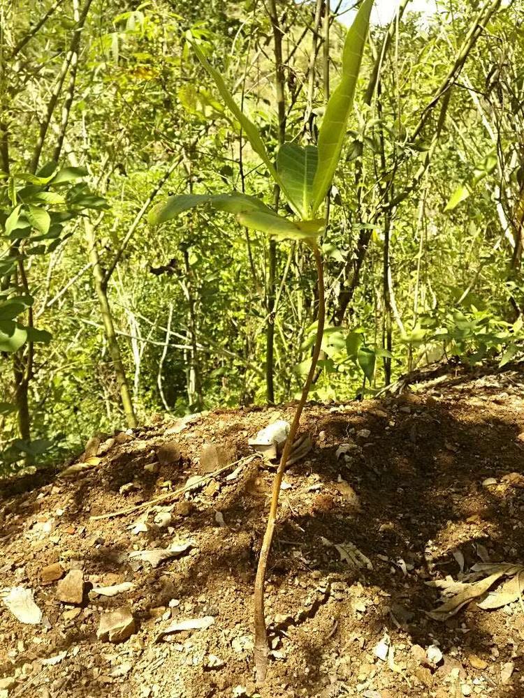 tree image