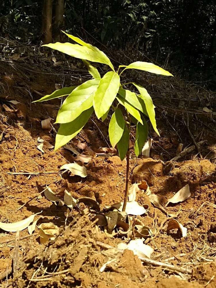 tree image