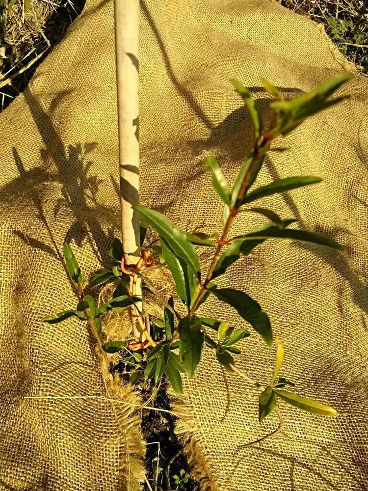 tree image