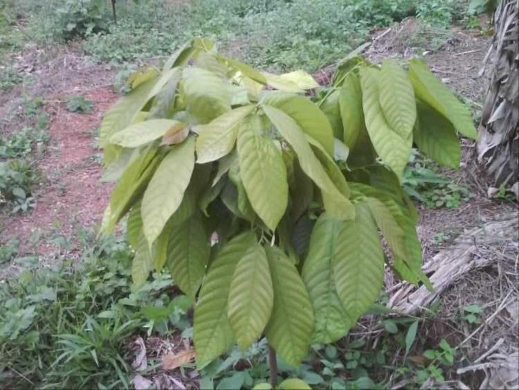 tree image