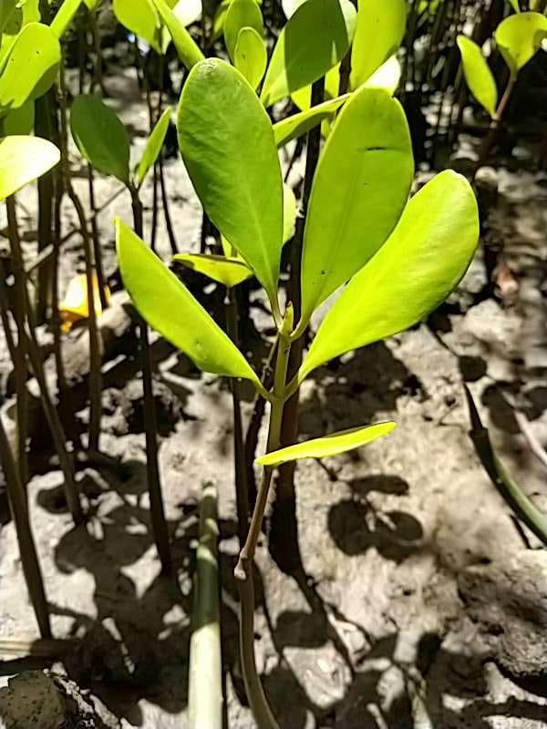 tree image