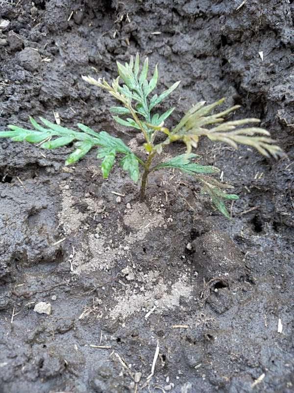 tree image