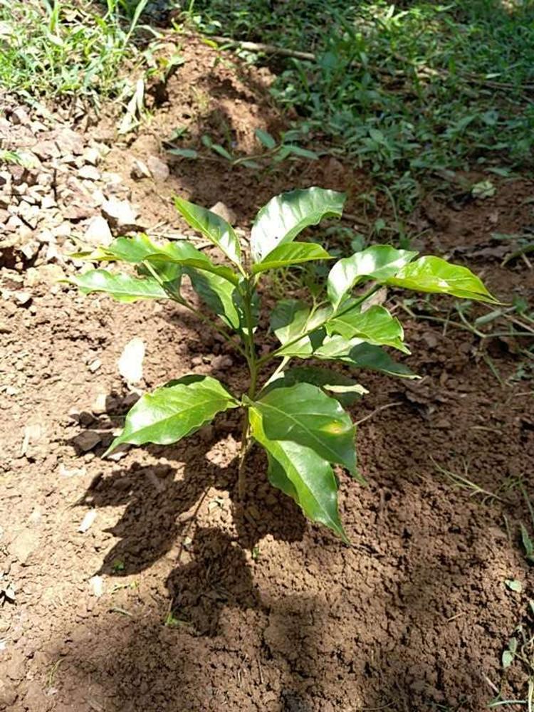 tree image