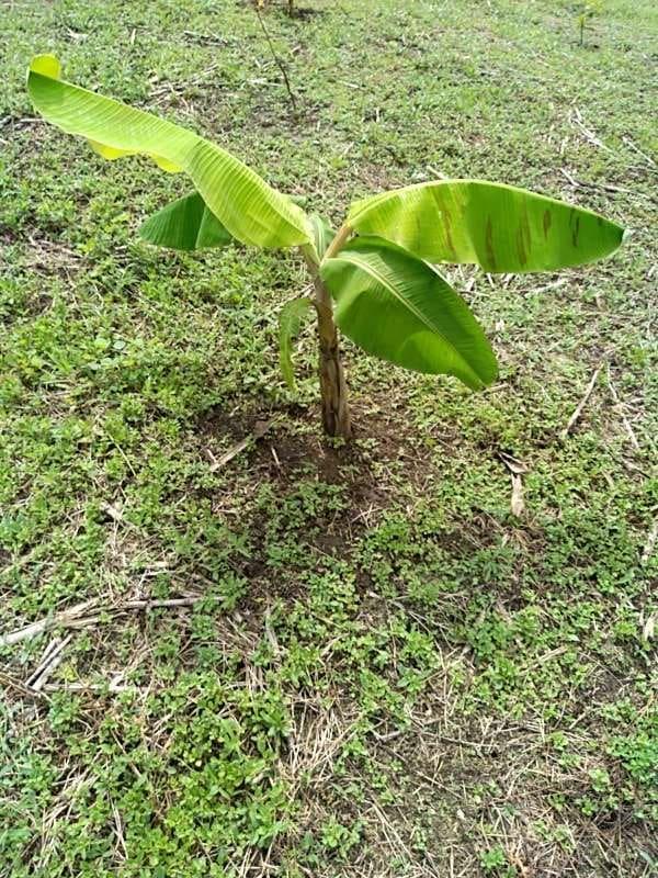 tree image