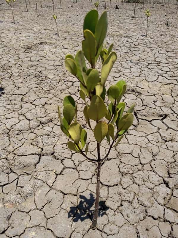 tree image