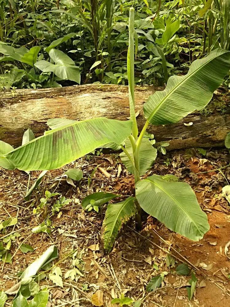 tree image