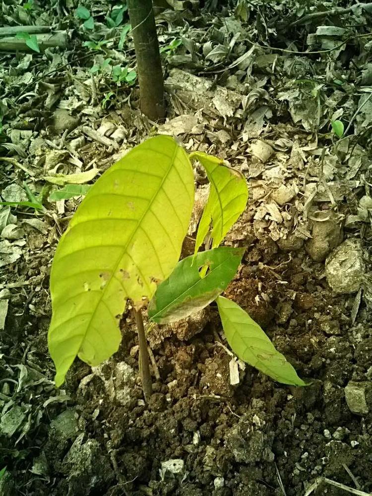 tree image