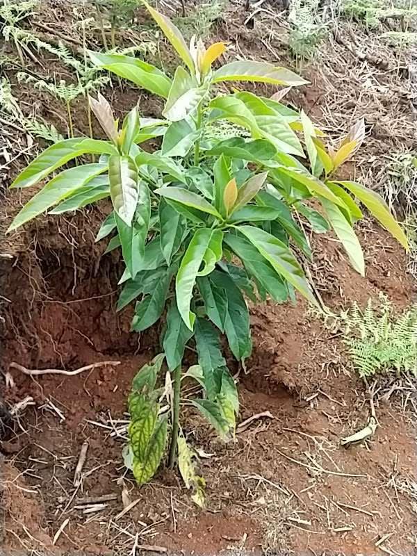 tree image