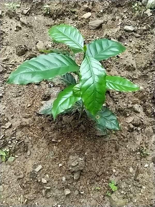 tree image