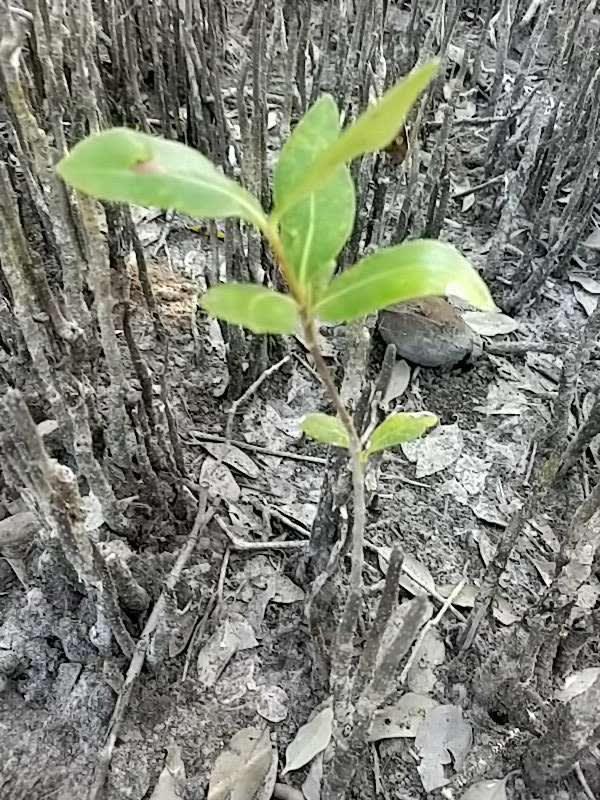tree image