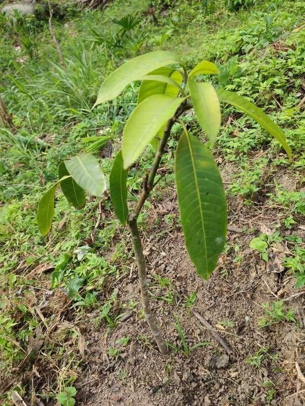 tree image