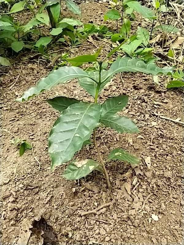 tree image