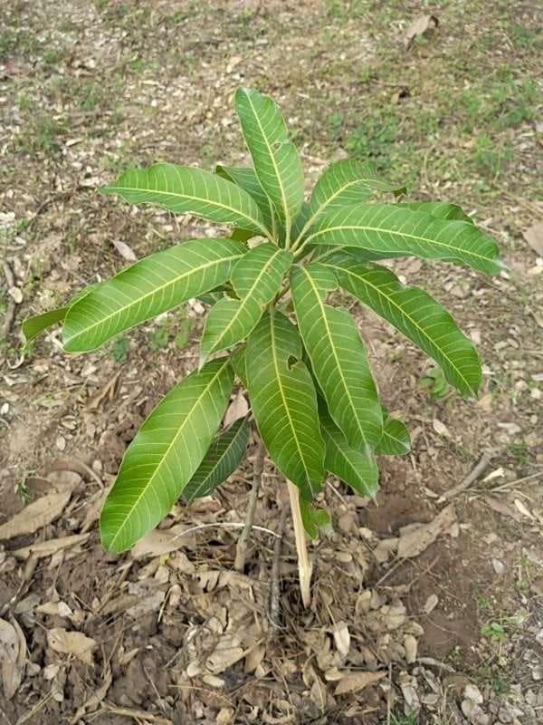 tree image