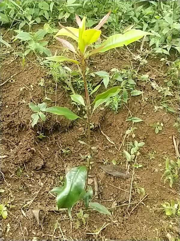 tree image