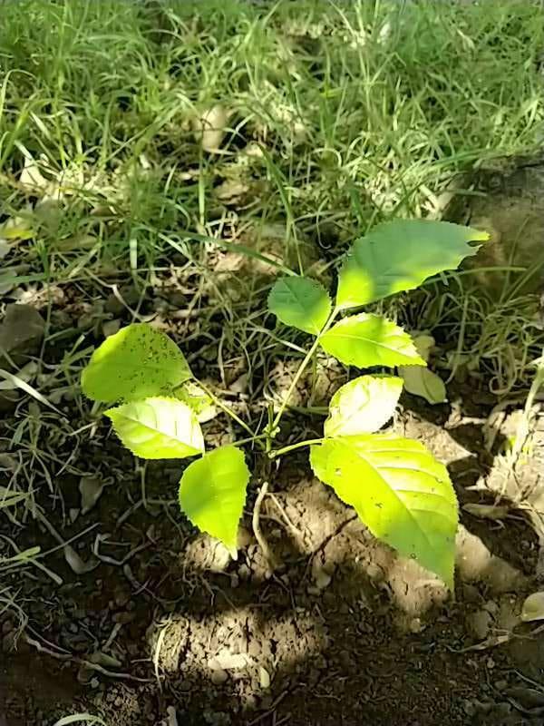 tree image