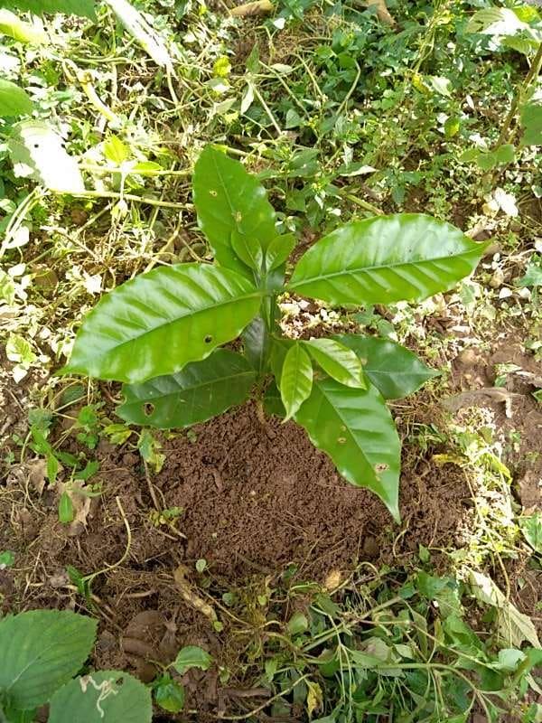 tree image