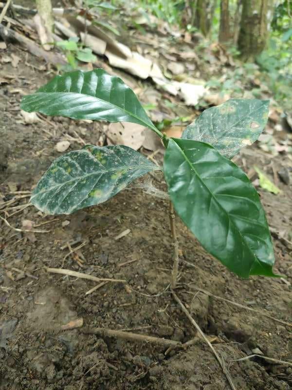 tree image