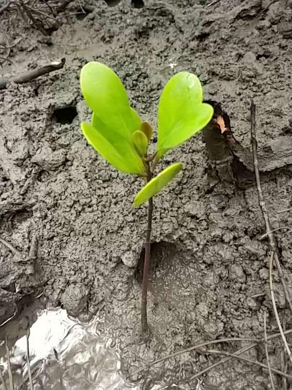 tree image