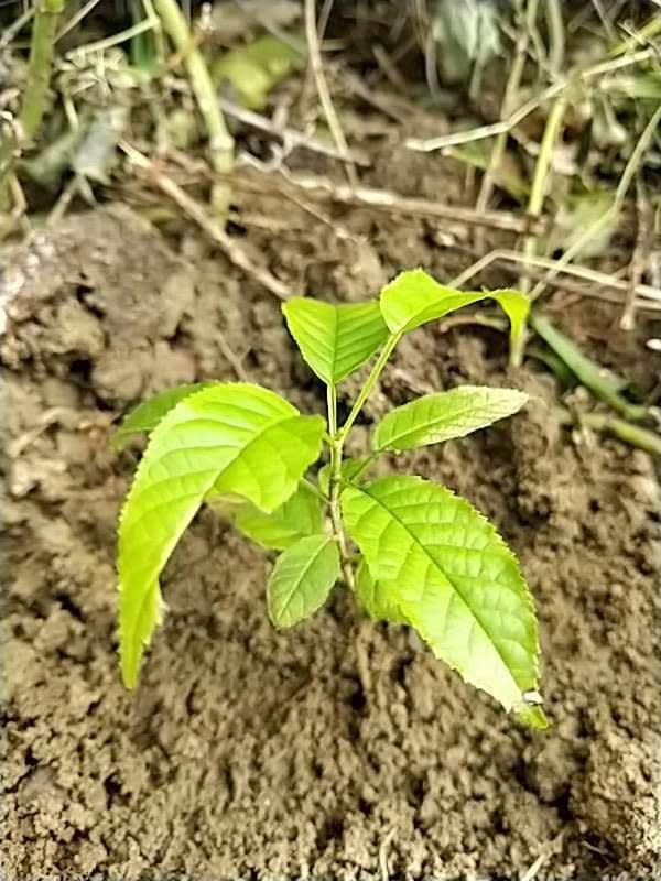 tree image