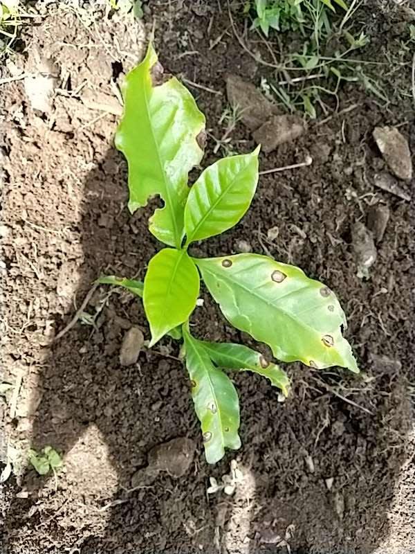 tree image
