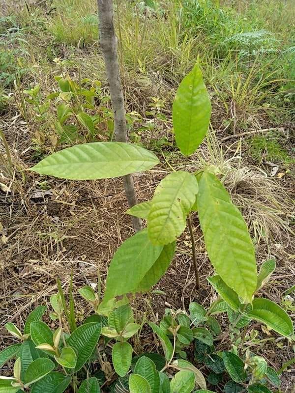 tree image