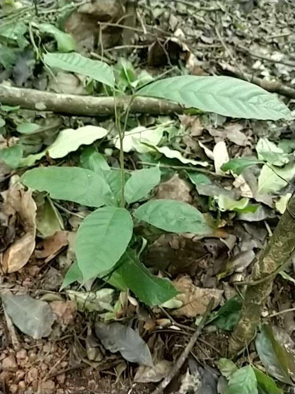tree image