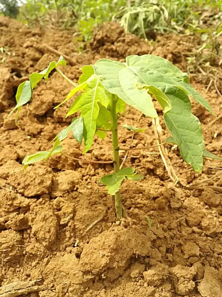 tree image
