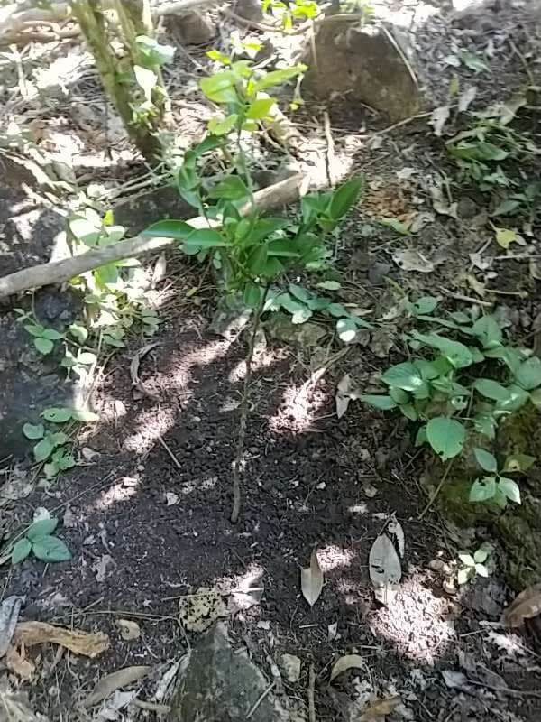 tree image