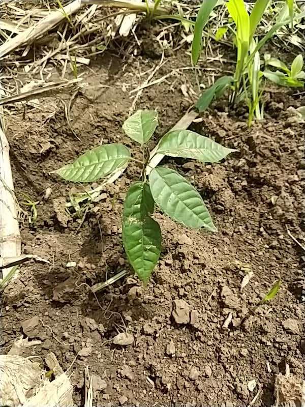 tree image