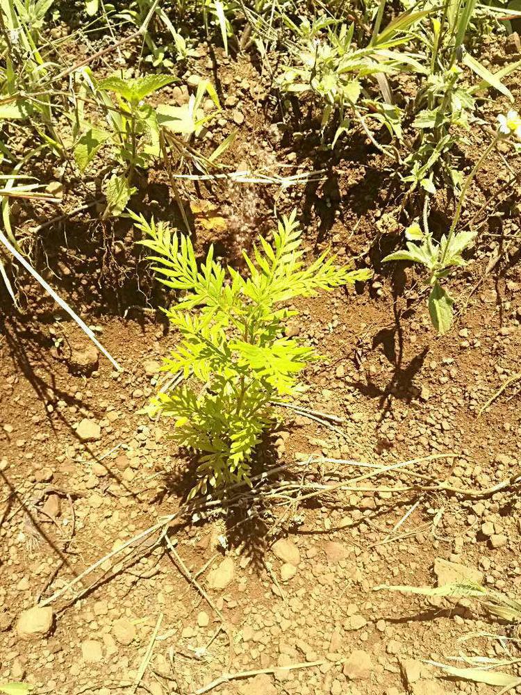 tree image