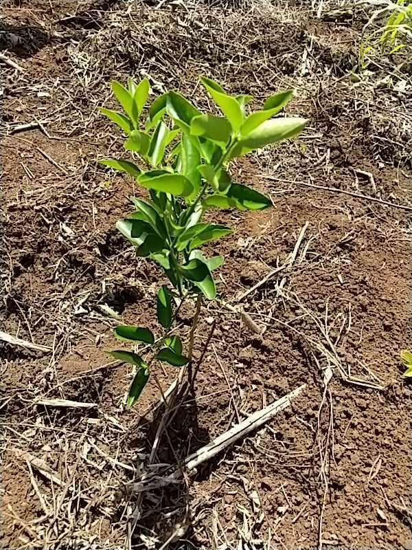 tree image