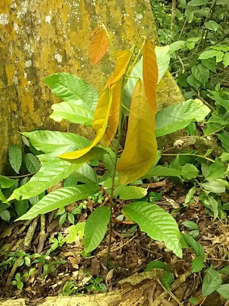 tree image