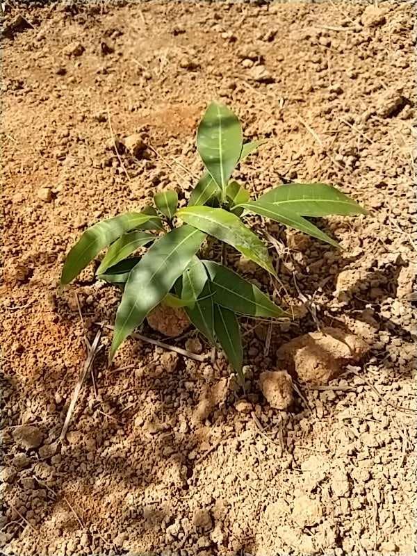 tree image