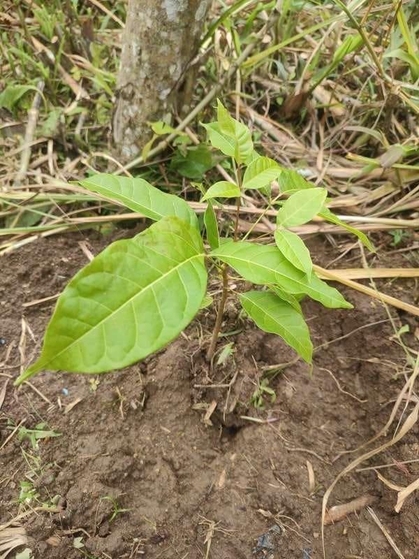 tree image