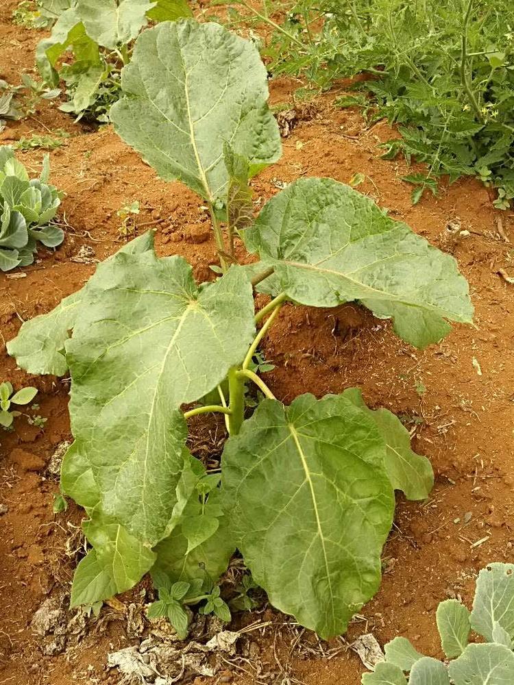 tree image